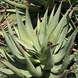 Aloe - Cape Aloe Seed Pack (Aloe ferox)