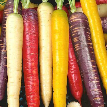 Carrot - Rainbow Blend Carrot Seed Pack (Daucus carota sativus ‘Rainbow Blend’)