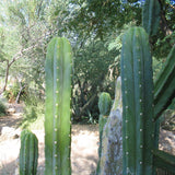San Pedro Cactus (Echinopsis pachanoi) Powdered Incense /1g