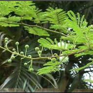Mimosa (Mimosa hostilis) Powdered Root Bark ( MHRB / Jurema ) /1g