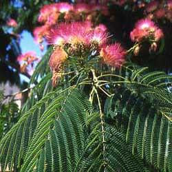 Mimosa Tree Seed Pack (Albizia julibrissin)