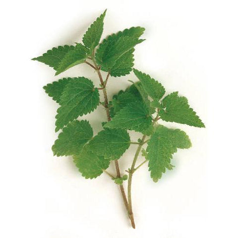 Nettle - Stinging Nettle Seed Pack (Urtica dioica)