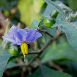 Nightshade - Indian Nightshade Seed Pack (Solanum khasianum)