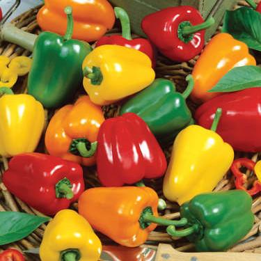 Chile Pepper - Mini Bell Pepper Seed Pack (Capsicum annuum ‘Mini Bell’)