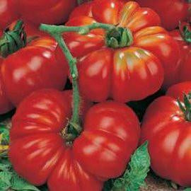 Tomato - Watermelon Beefsteak Tomato Seed Pack (Solanum lycopersicum ‘Watermelon Beefsteak’)