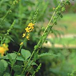 Agrimony Seed Pack (Agrimonia eupatoria)