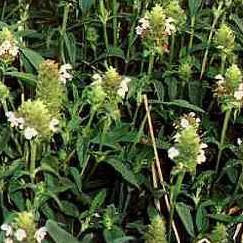 Allheal Seed Pack (Prunella vulgaris)