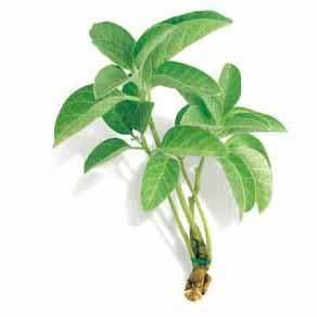 Ashwagandha Seed Pack (Withania somnifera)
