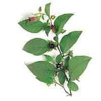 Belladonna Seed Pack (Atropa belladonna)