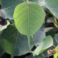 Bo-Tree Seed Pack (Ficus religiosa)