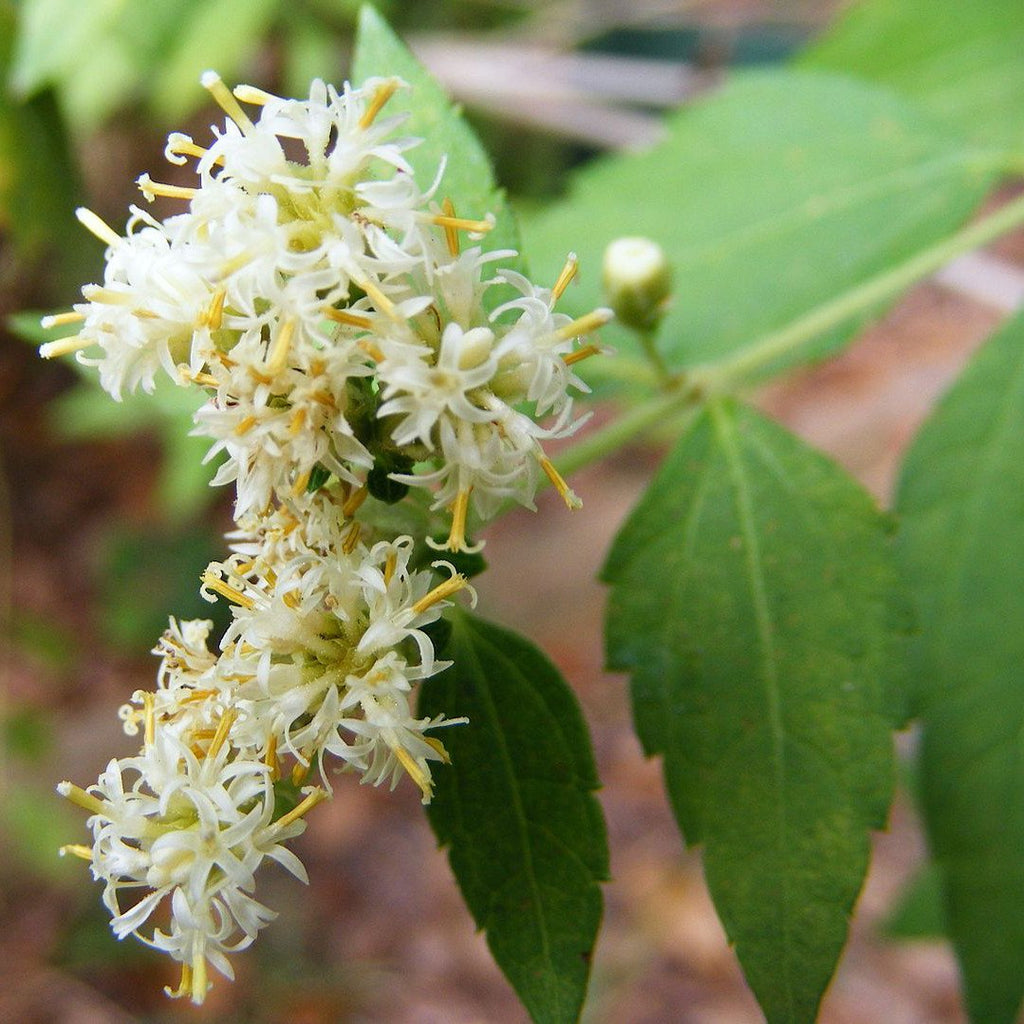 Mexican Dream Herb (Calea zacatechichi / C. ternifolia) /1g