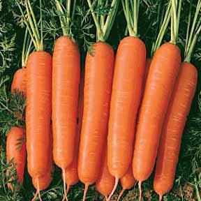 Carrot - Nantes Carrot Seed Pack (Daucuc carota sativus ‘Nantes’)