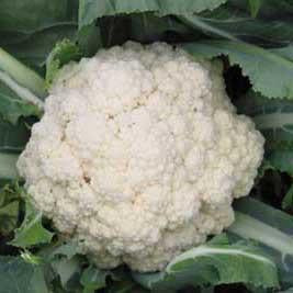 Cauliflower - Snowball Cauliflower Seed Pack (Brassica oleracea var. botrytis ‘Snowball’)