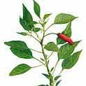 Chile Pepper - Thai Seed Pack (Capsicum annum)