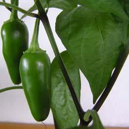 Chile Pepper - Jalapeno Seed Pack (Capsicum annuum ‘Jalapeno’)