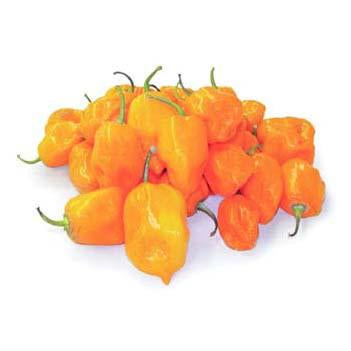 Chile Pepper - Orange Habanero Seed Pack (Capsicum chinense ‘Habenero’)