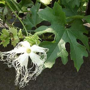 Cucumber - Chinese Cucumber Seed Pack (Trichosanthes kirolowii)