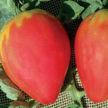 Tomato - Cuore di Bue Tomato Seed Pack (Solanum lycopersicum ‘Cuore di Bue’)