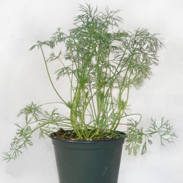 Dill - Hercules Dill Seed Pack (Anethum graveolens)