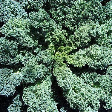 Kale - Dwarf Blue Curled Scotch Seed Pack (Brassica oleracea acephala 'Dwarf Blue Curled Scotch')