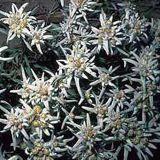 Edelweiss Seed Pack (Leontopodium alpinum)
