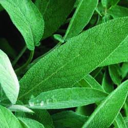 Sage - Extrakta Sage Seed Pack (Salvia officinalis ‘Extracta’)