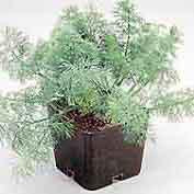Dill - Fernleaf Dill Seed Pack (Anethum graveolens)