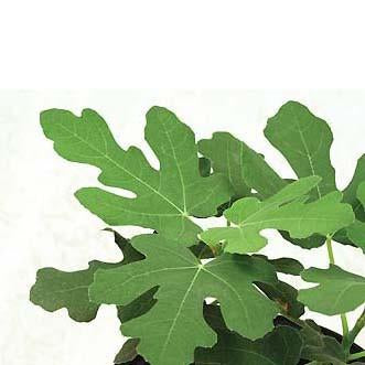 Fig - Hardy Chicago Plant (Ficus carica 'Hardy Chicago')