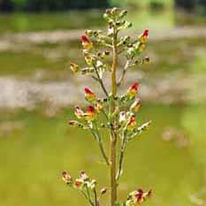 Figwort Seed Pack (Scrophularia nodosa)