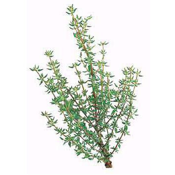 Thyme - French Thyme Seed Pack (Thymus vulgaris)