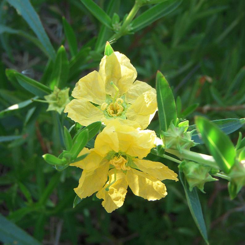 Sun Opener (Heimea salicifolia) /1g