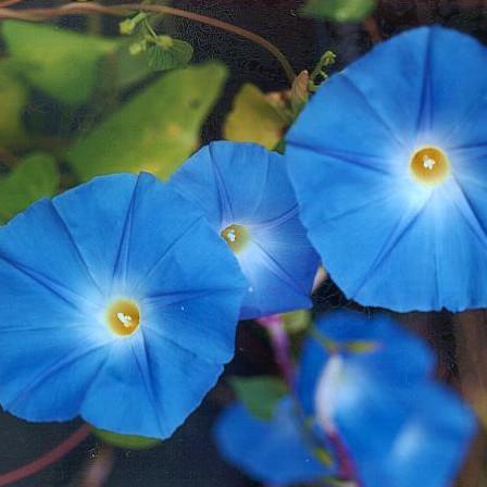 Morning Glory (Ipomoea tricolor) 10g of Seeds