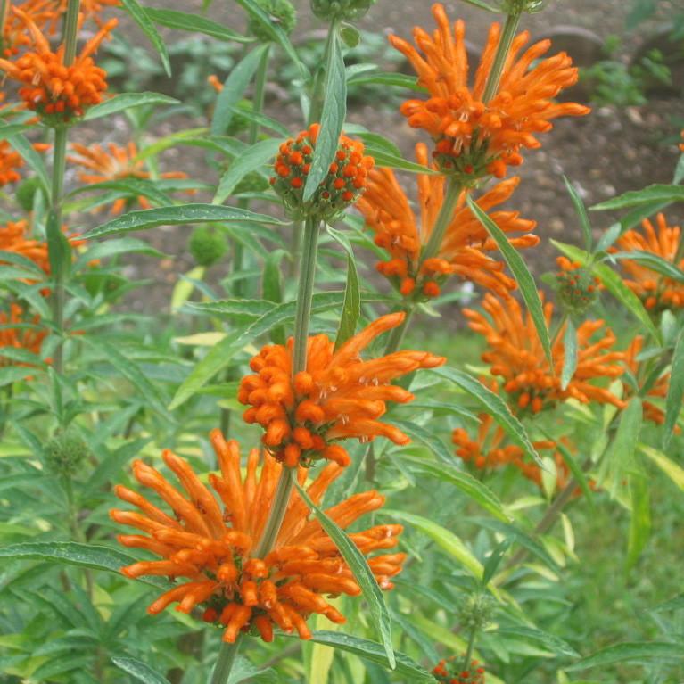 Wild Dagga (Leonotis leonurus) (Orange Flower) /1g