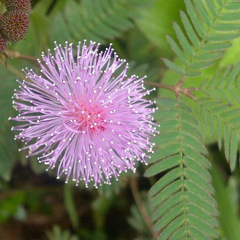 Mimosa (Mimosa pudica) 1g of Seeds