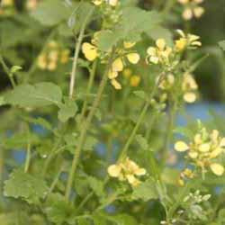 Mustard - Brown Mustard Seed Pack (Brassica juncea)