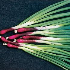 Onion - Deep Purple Bunching Onion Seed Pack (Allium fistulosum ‘Deep Purple Bunching’)