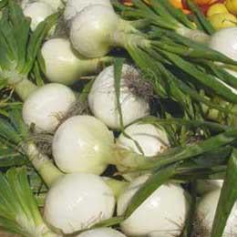 Onion - Walla Walla Onion Seed Pack (Allium cepa var. cepa ‘Walla Walla’)