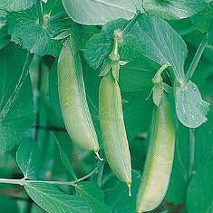 Pea - Sugar Snap Pea Seed Pack (Pisum sativum macrocarpon ‘Sugar Snap’)