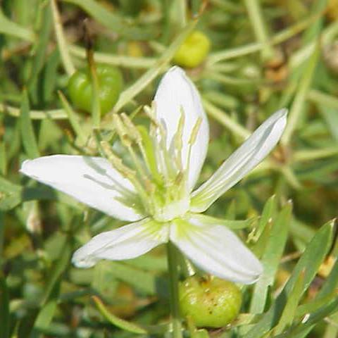 Syrian Rue (Peganum harmala) 10g of seeds