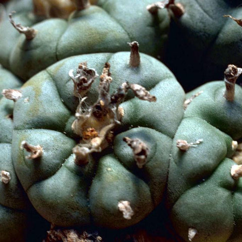 Peyote (Lophophora williamsii) 10 seeds / pack (Various Varieties Available)