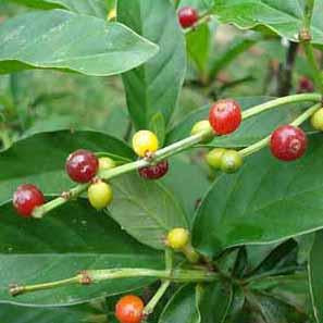 Chacruna (Phsycotria viridis) /1g