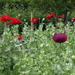 Poppy - Opium Poppy Seed Pack (Papaver somniferum)