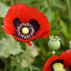 Poppy - Red Opium Poppy Bulk Seeds (Papaver somniferum)