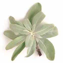 Sage - White Sage Plant Plug (Salvia apiana)