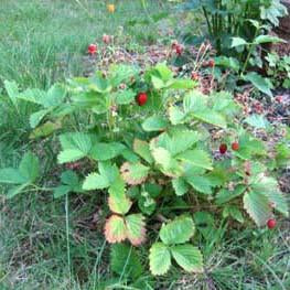 Strawberry - Alpine Strawberry Seed Pack (Fragaria vesca ‘Ruegen’)