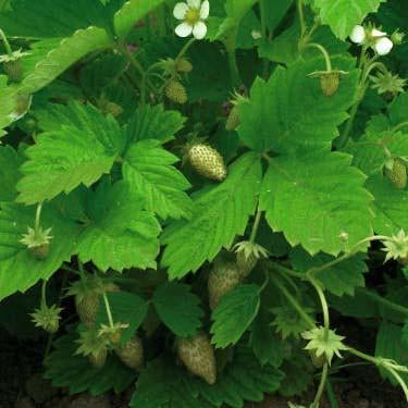 Strawberry - White Soul Strawberry Seed Pack (Fragaria vesca ‘White Soul’)