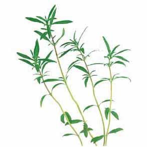 Savory - Summer Savory Seed Pack (Satureja hortensis)
