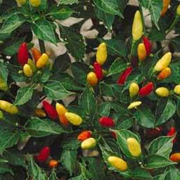Chile Pepper - Tabasco Seed Pack (Capsicum annum 'Tabasco')