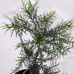 Tea Tree Seed Pack (Melaleuca alternifolia)