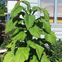 Tobacco - Ontario Bold Seed Pack (Nicotiana tabacum ‘CT572’)
